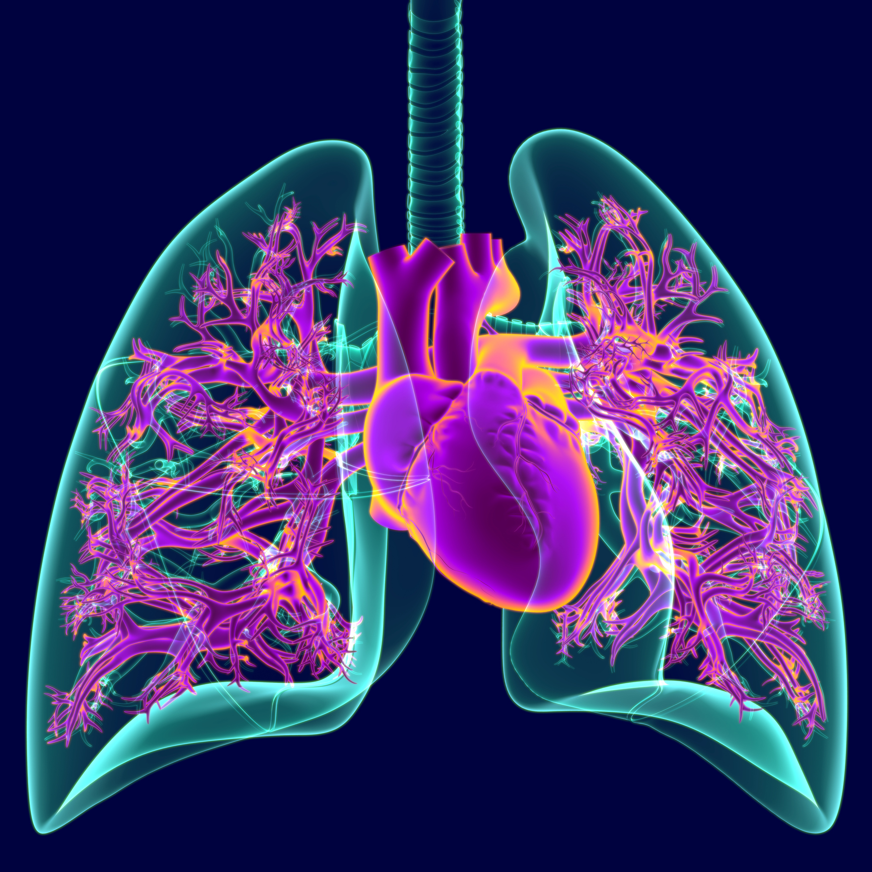 3D Illustration Human Heart With Transparency Lungs 1264511605 1735x1735